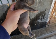 Сиви питбулчета