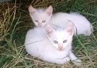продавам ангорки