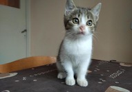 Помогнете на котето Калинче да си намери дом!