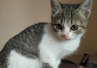 Помогнете на котето Калинче да си намери дом!