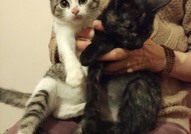 Помогнете на котето Калинче да си намери дом!
