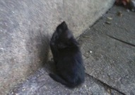 Осиновете малкото черно котенце, живеещо отвън в кутия за обувки