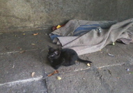 Осиновете малкото черно котенце, живеещо отвън в кутия за обувки