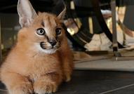 Нашите Serval, Savannah F1 и Caracal котенца са вече на разположение