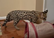 Нашите Serval, Savannah F1 и Caracal котенца са вече на разположение