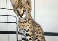 Нашите Serval, Savannah F1 и Caracal котенца са вече на разположение