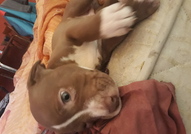 Pitbull