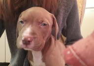 Pitbull