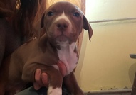 Pitbull