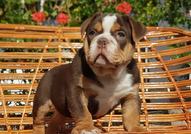 Colour English bulldog puppies 