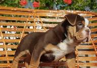 Colour English bulldog puppies 