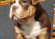 Colour English bulldog puppies 