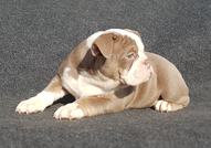 Colour English bulldog puppies 