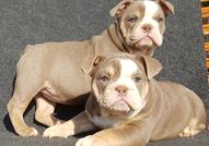 Colour English bulldog puppies 