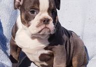 Colour English bulldog puppies 