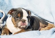 Colour English bulldog puppies 