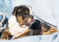 Colour English bulldog puppies 