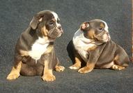 Colour English bulldog puppies 