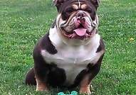 Colour English bulldog puppies 
