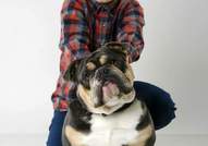 Colour English bulldog puppies 