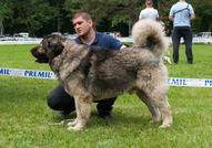 Кавказка овчарка кученце за продажба