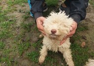 Кученца Lagotto romagnolo за продажба