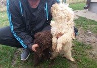 Кученца Lagotto romagnolo за продажба