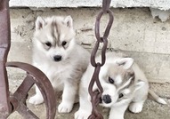 Кученца от сибирски хаски за продажба