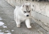 Кученца от сибирски хаски за продажба