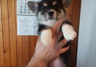 Pembroke Welsh Corgi кученца за продажба