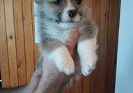 Pembroke Welsh Corgi кученца за продажба