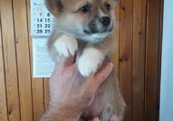 Pembroke Welsh Corgi кученца за продажба