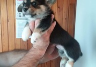 Pembroke Welsh Corgi кученца за продажба