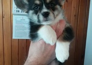 Pembroke Welsh Corgi кученца за продажба