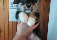 Pembroke Welsh Corgi кученца за продажба