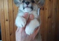 Pembroke Welsh Corgi кученца за продажба