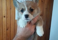 Pembroke Welsh Corgi кученца за продажба