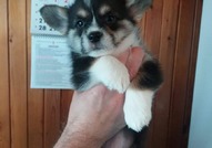 Pembroke Welsh Corgi кученца за продажба