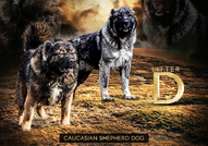 Кавказки овчарски кучета кученца