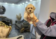 Малтипу кученца за продажба