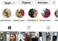 Малтипу кученца за продажба