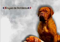 Dogue de Bordeaux Бордо Дога кученца