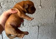 Dogue de Bordeaux Бордо Дога кученца