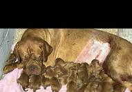 Dogue de Bordeaux Бордо Дога кученца