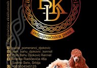 Той и мини пудел кученца