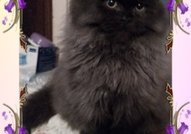 Персийски дългокосместа многоцветни котки с ЕС паспорти микрочип ваксини