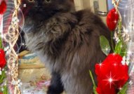 Персийски дългокосместа многоцветни котки с ЕС паспорти микрочип ваксини