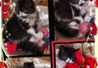 Персийски дългокосместа многоцветни котки с ЕС паспорти микрочип ваксини