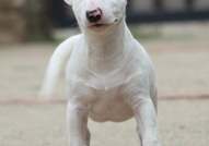 Miniature Bull Terrier