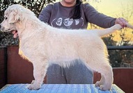 Голдън ретривър – ПРЕКРАСНИ кученца